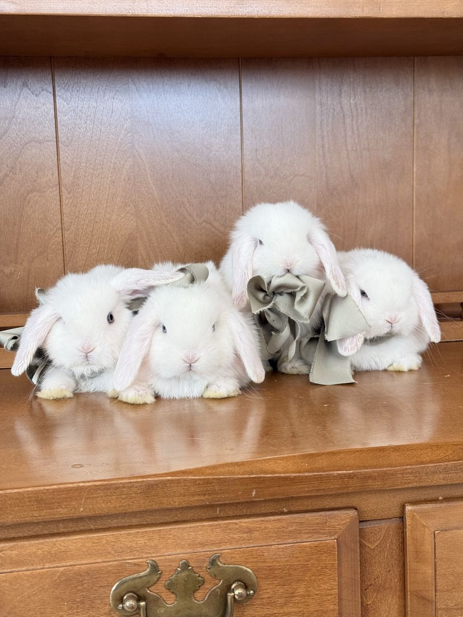 BEW PUREBRED HOLLAND LOPS