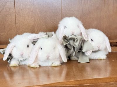 BEW PUREBRED HOLLAND LOPS