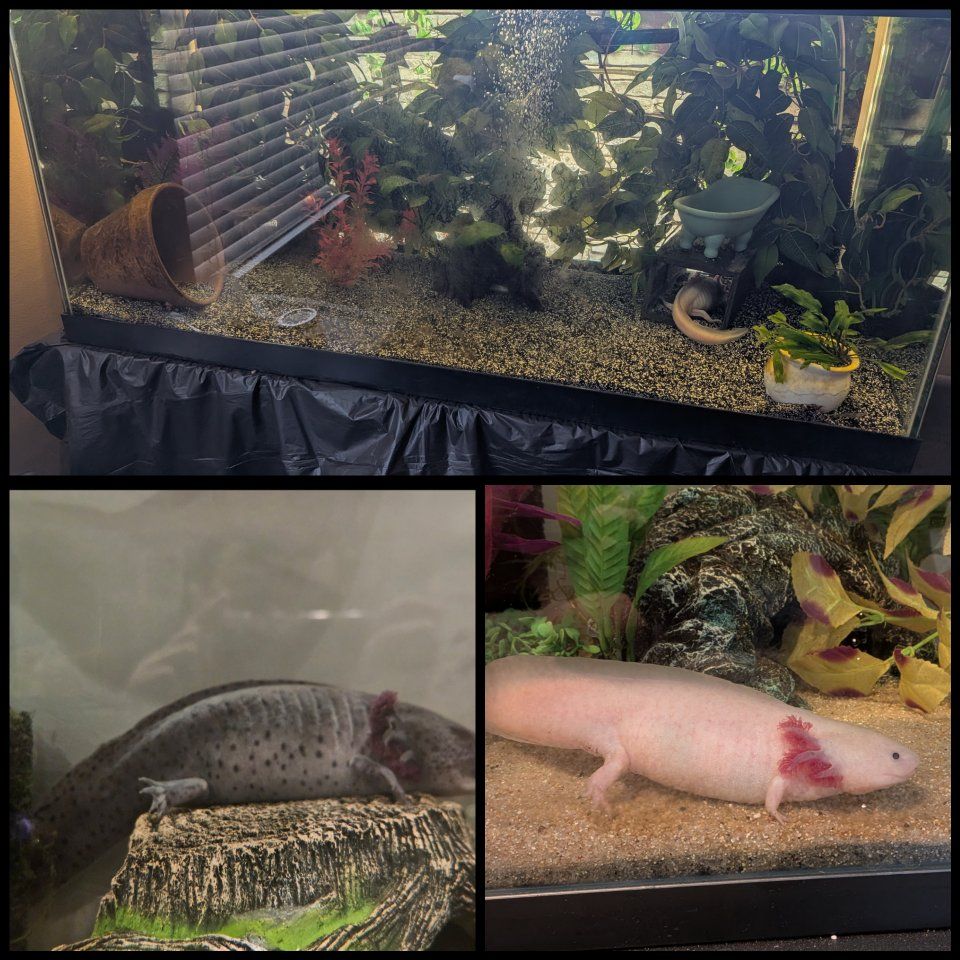 URGENT - 2 female axolotls and their setup