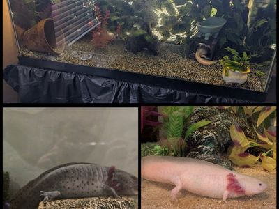 URGENT - 2 female axolotls and their setup