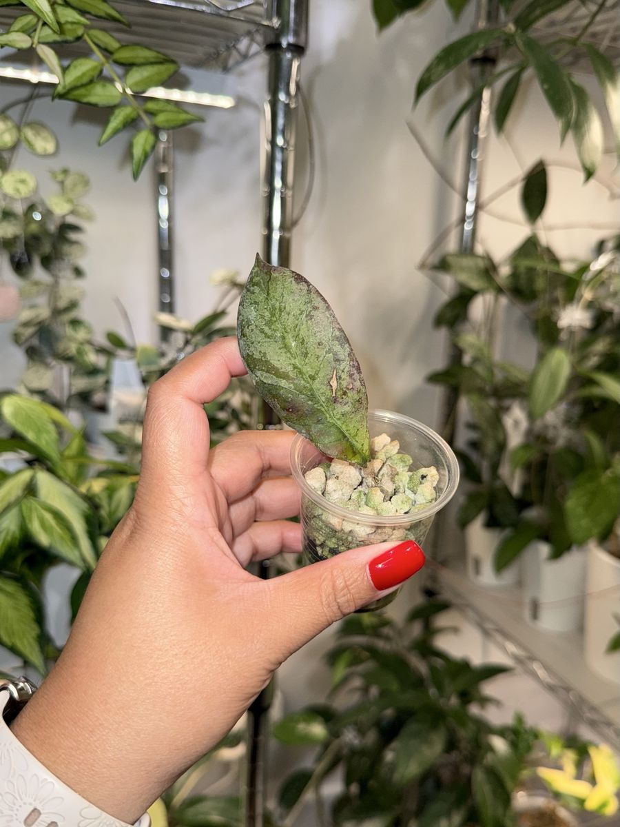 Hoya sp Gunung Gading ‘Ghost’ - Plant