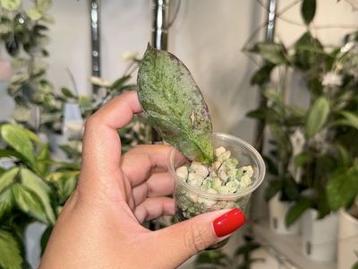 Hoya sp Gunung Gading ‘Ghost’ - Plant