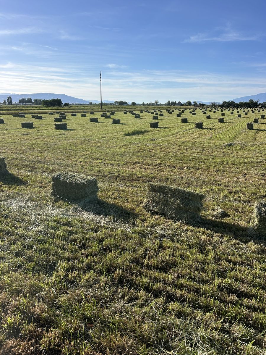 Grass Hay