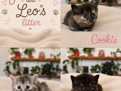 Hypoallergenic Siberian Kittens.