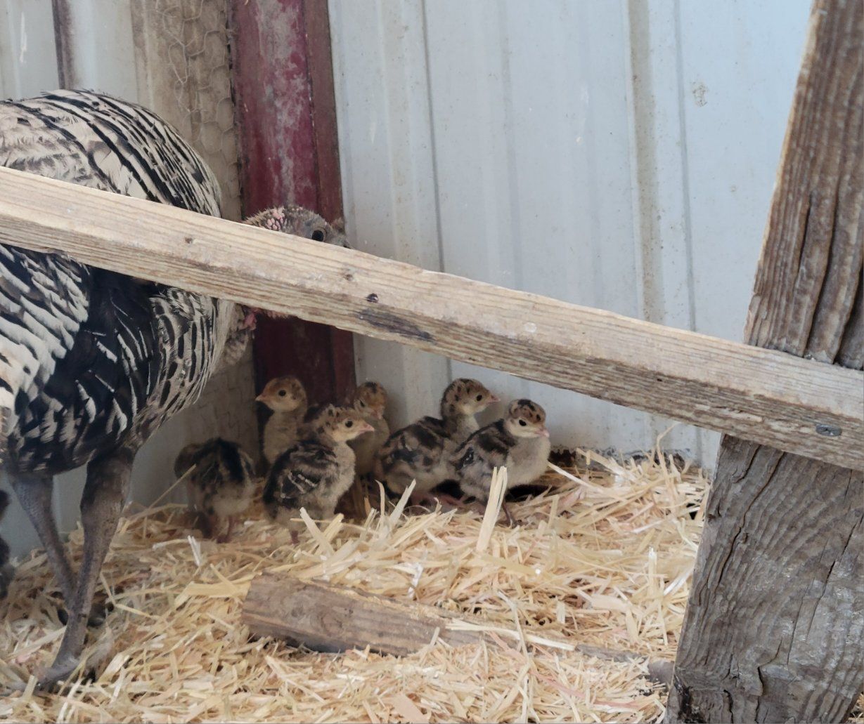 Narragansett Turkey Chicks