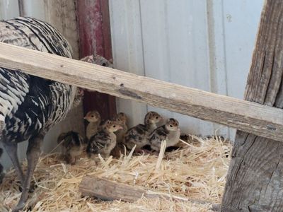 Narragansett Turkey Chicks