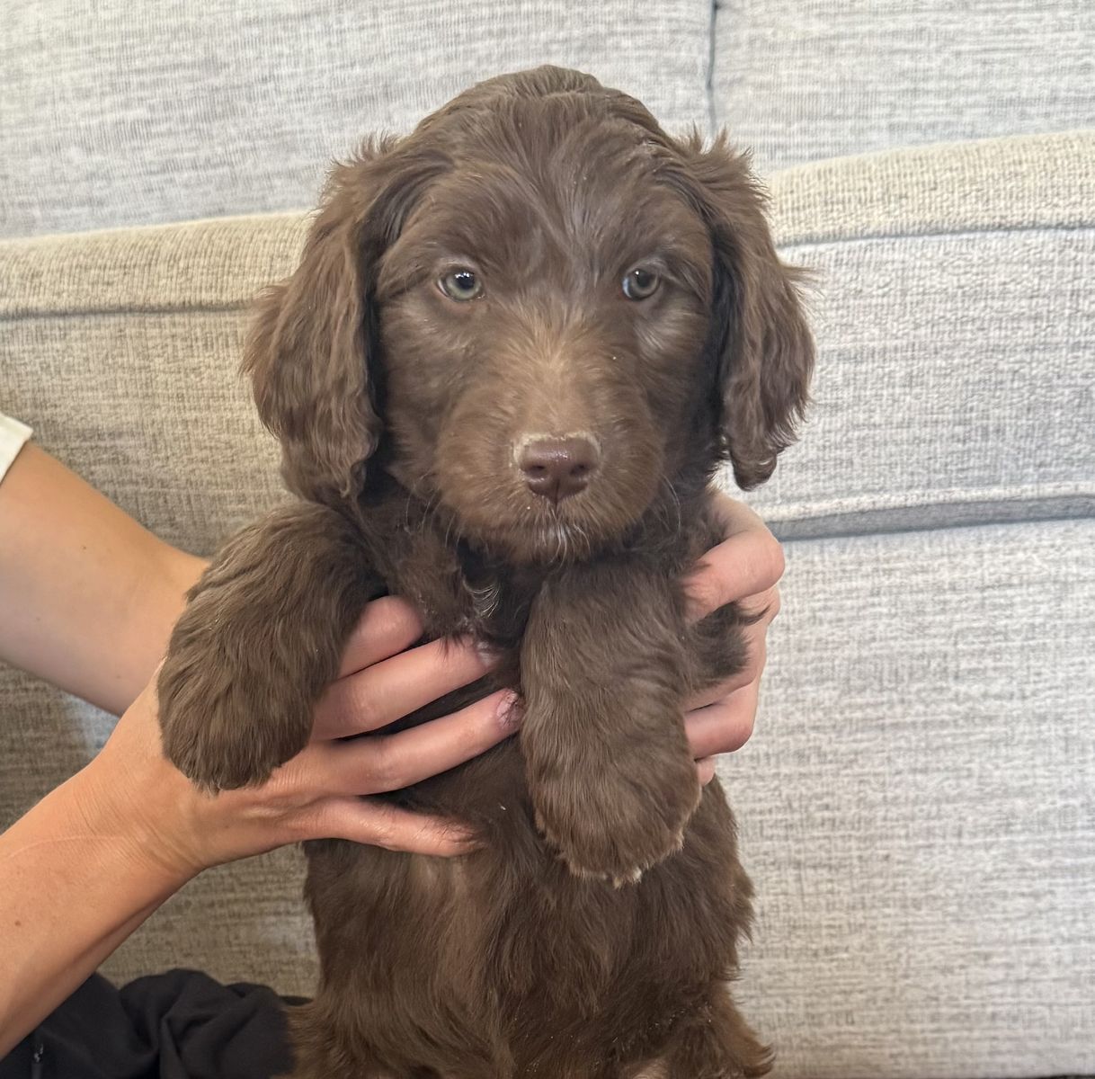 Multigen Mini/Medium Goldendoodle Puppies