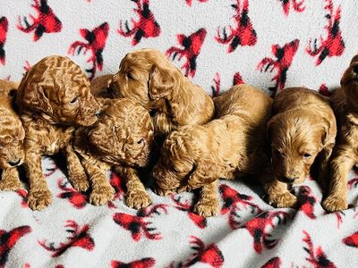 Double Doodle puppies