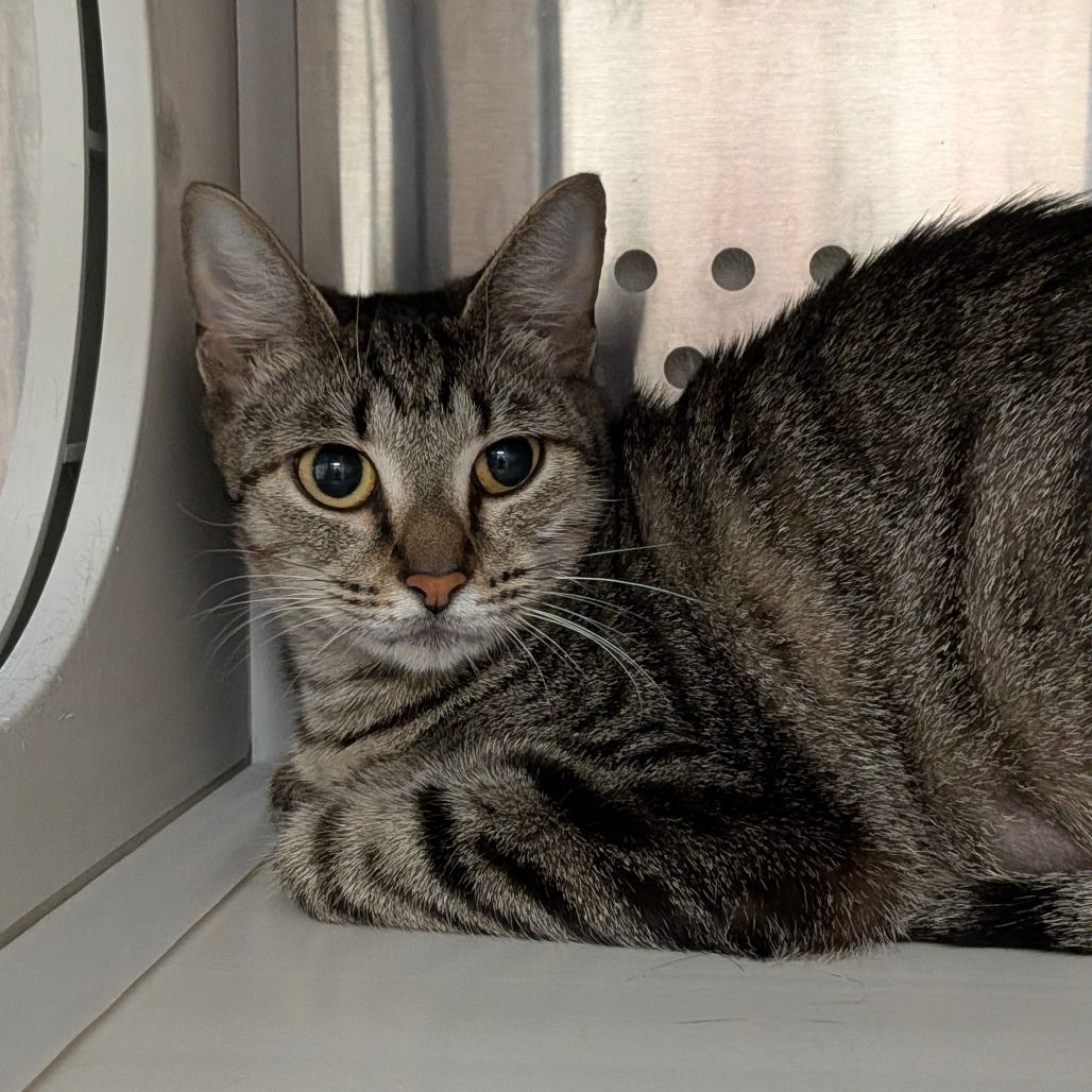 Hello my name is Katydid