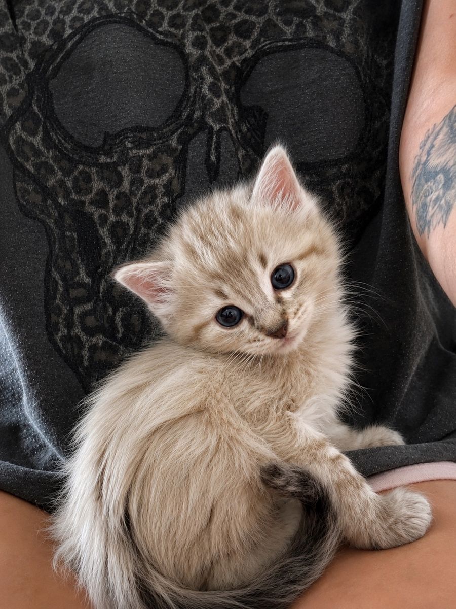Ragdoll mix kittens