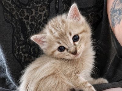 Ragdoll mix kittens