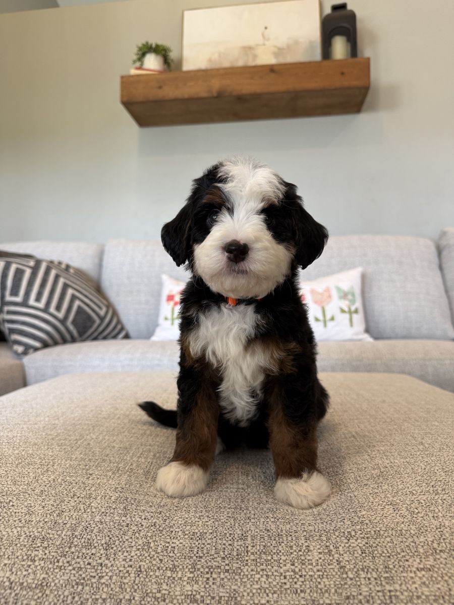 Multi Gen. Mini Bernedoodles