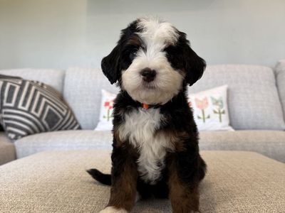 Multi Gen. Mini Bernedoodles
