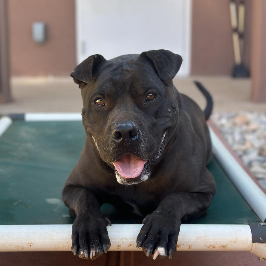 Hello my name is Myrtle