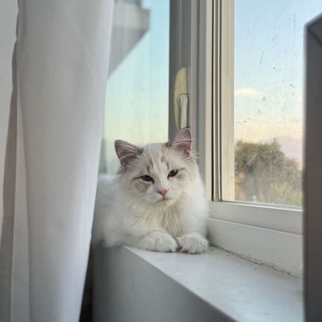 Purebred Ragdoll Kitten - Comes with supplies!