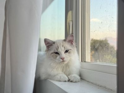 Purebred Ragdoll Kitten - Comes with supplies!