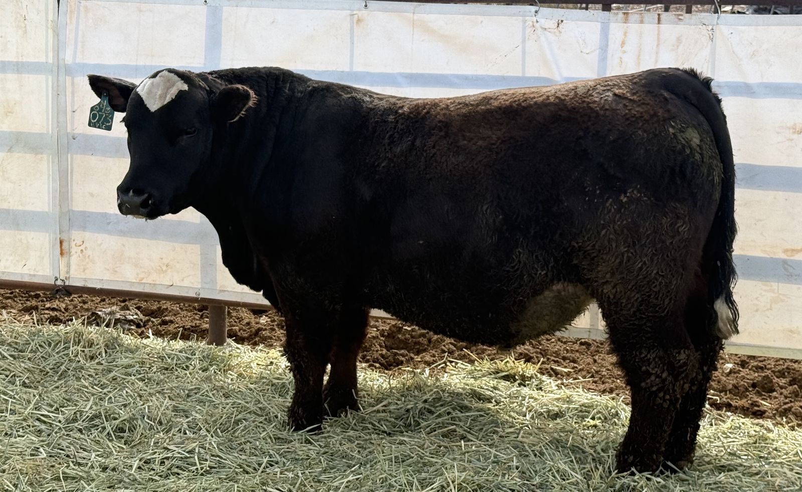 Registered SimAngus Bulls