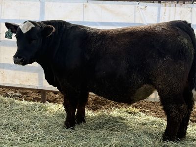 Registered SimAngus Bulls