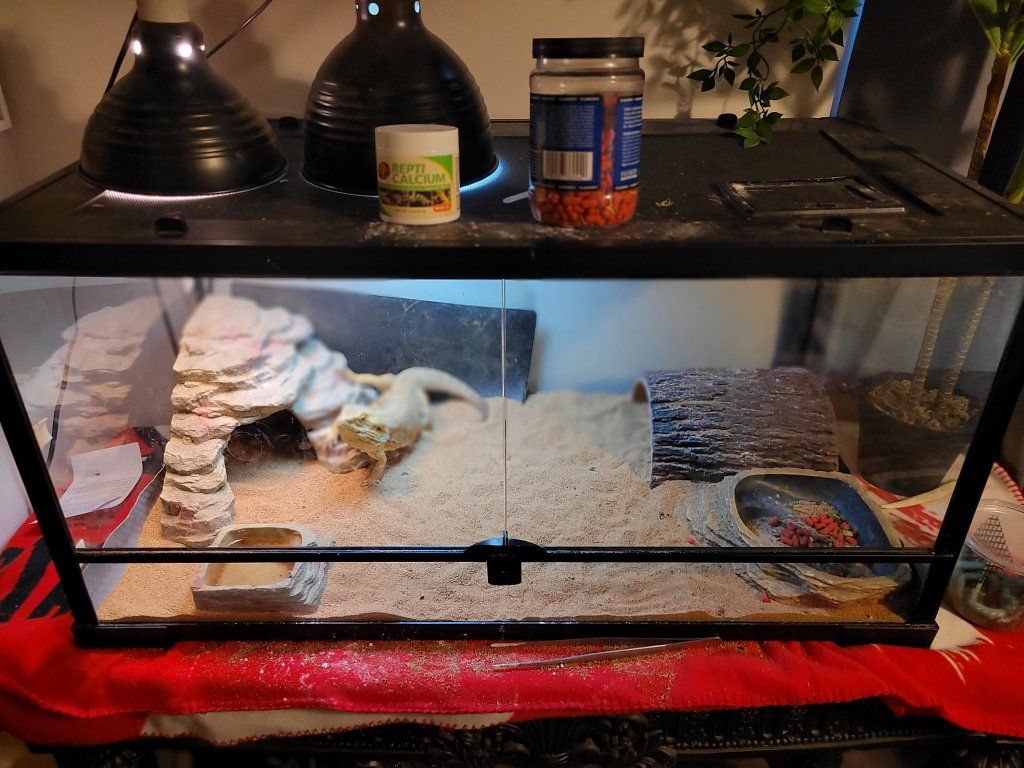 Bearded dragon