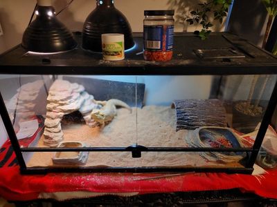 Bearded dragon