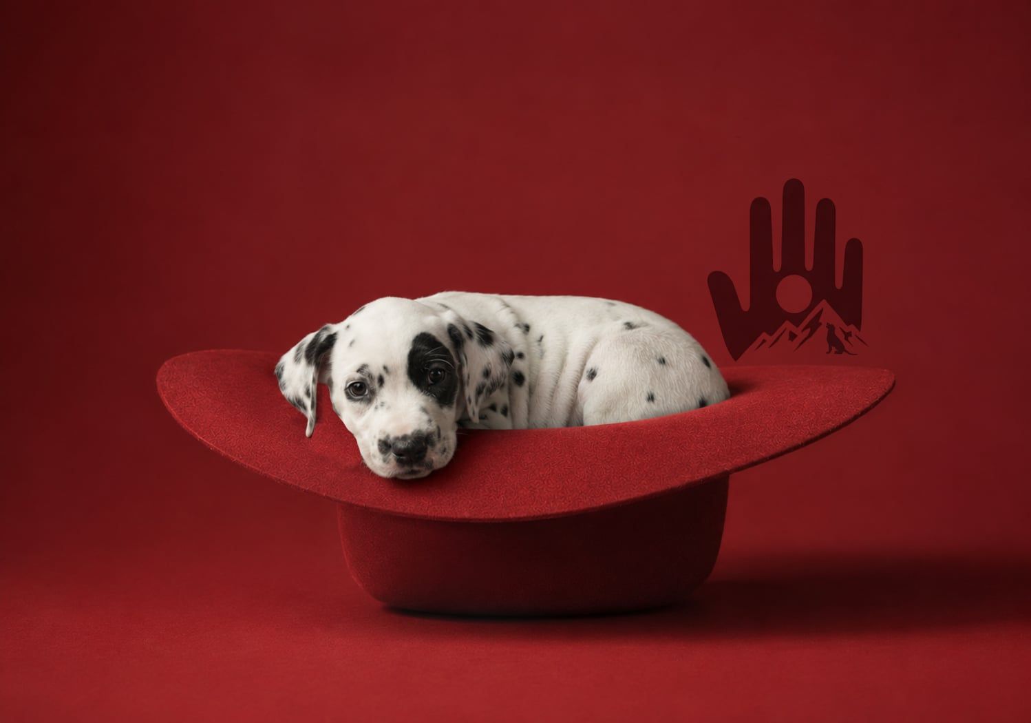 Dalmatians (Puppies and Adults)