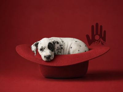 Dalmatians (Puppies and Adults)