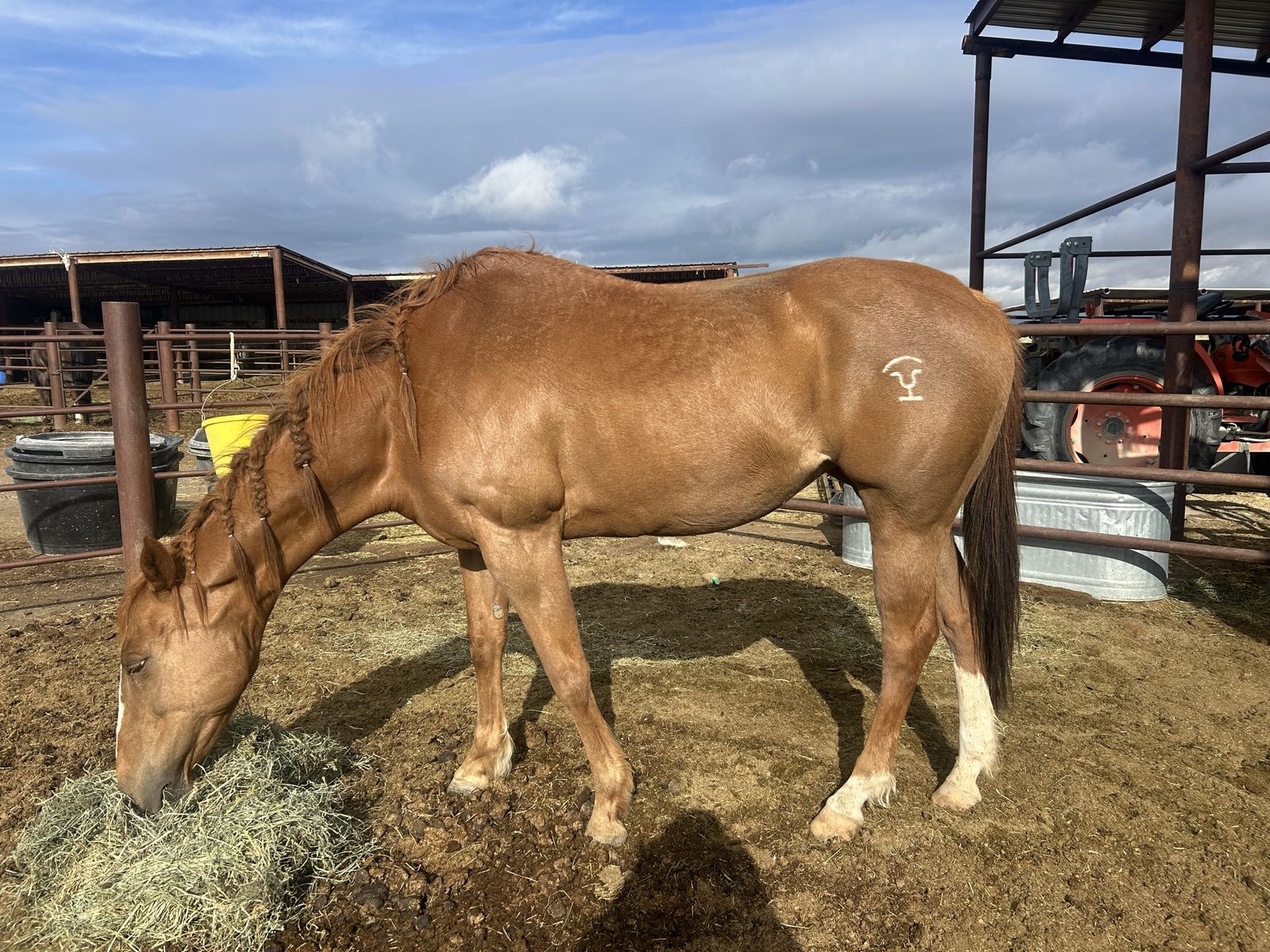 Barrel Horse