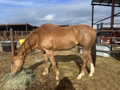 Barrel Horse
