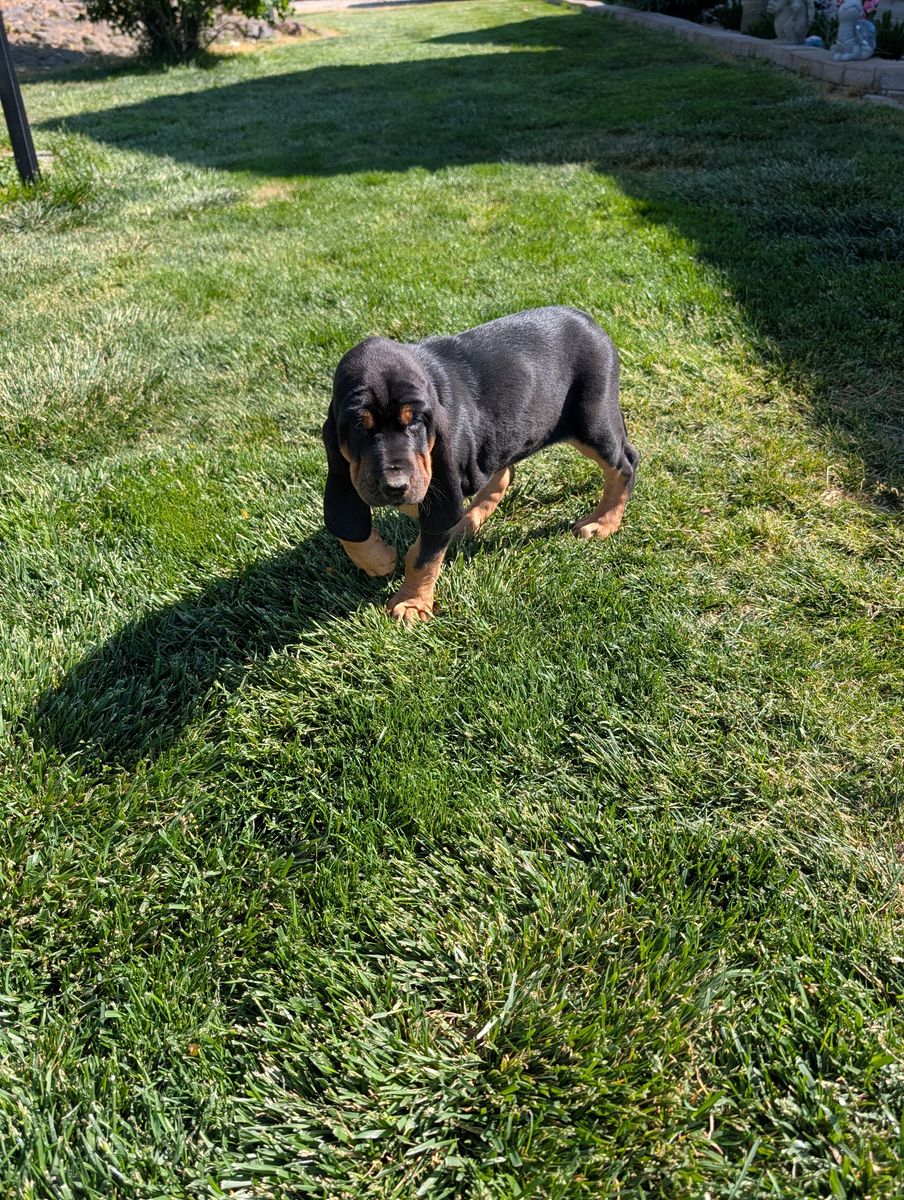 Bloodhound puppy
