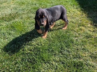 Bloodhound puppy