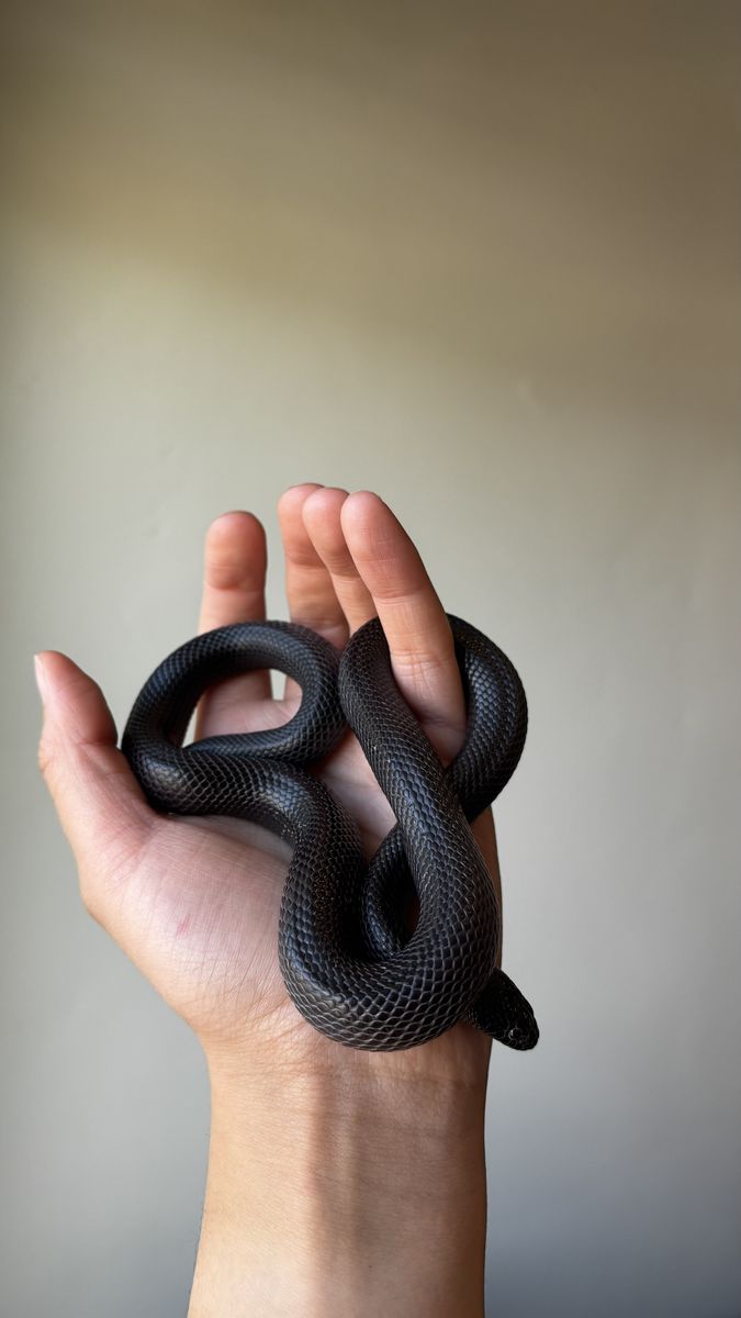 Beautiful juvenile Mexican Black Kingsnake with complete starter setup