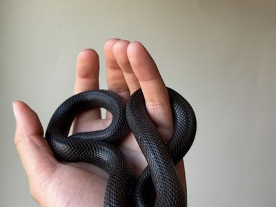 Beautiful juvenile Mexican Black Kingsnake with complete starter setup