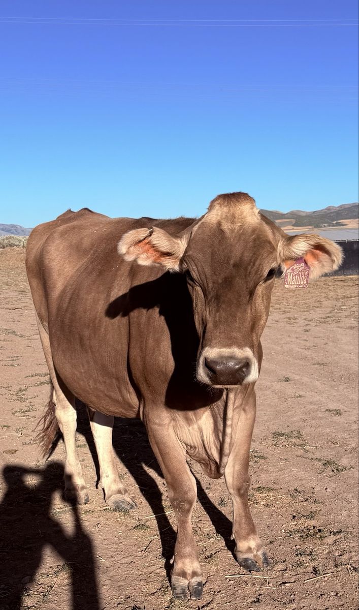 A2/A2 Brown Swiss Milk Cow