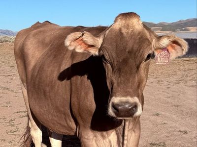 A2/A2 Brown Swiss Milk Cow