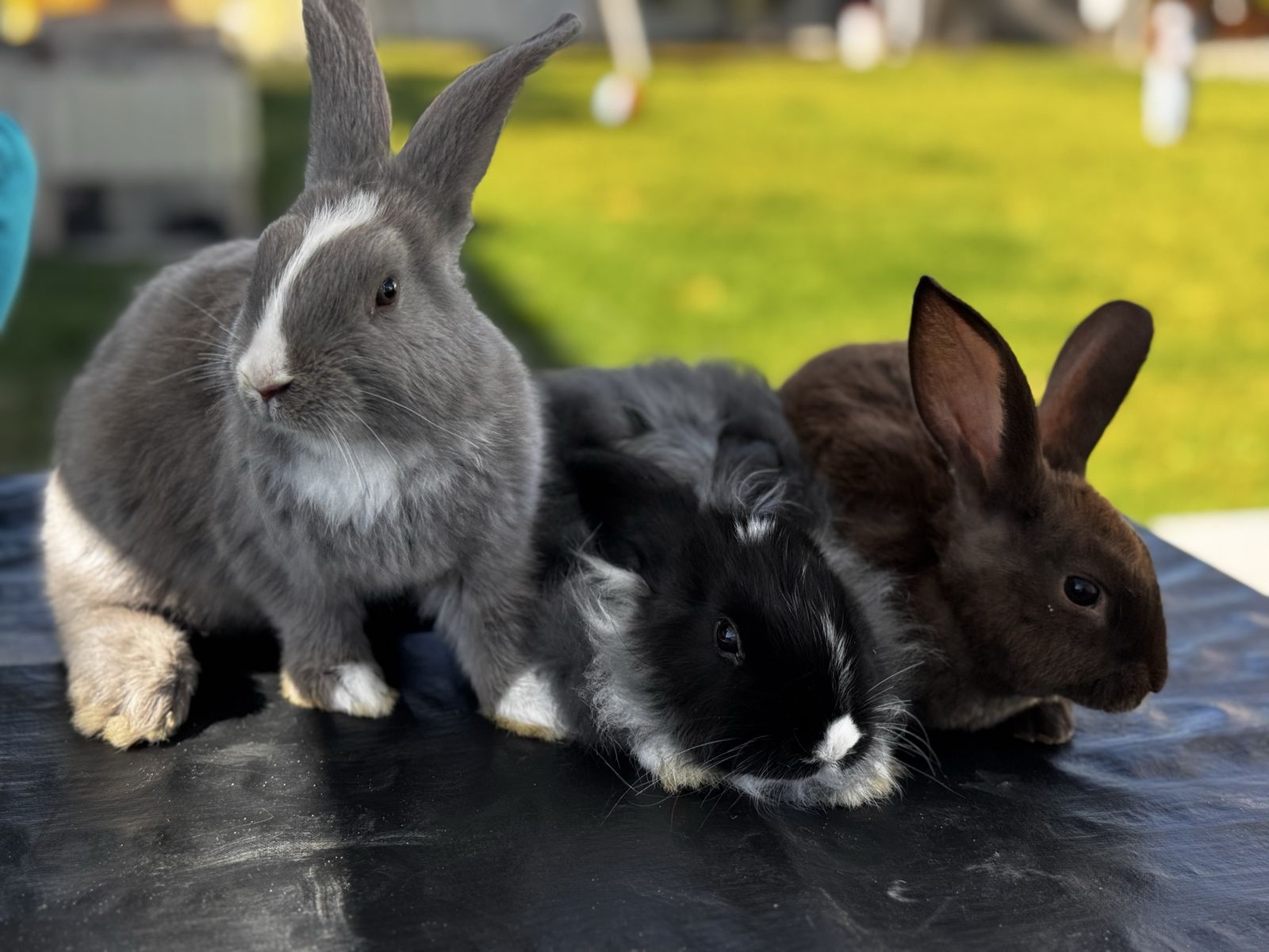 Baby Rabbits For Sale