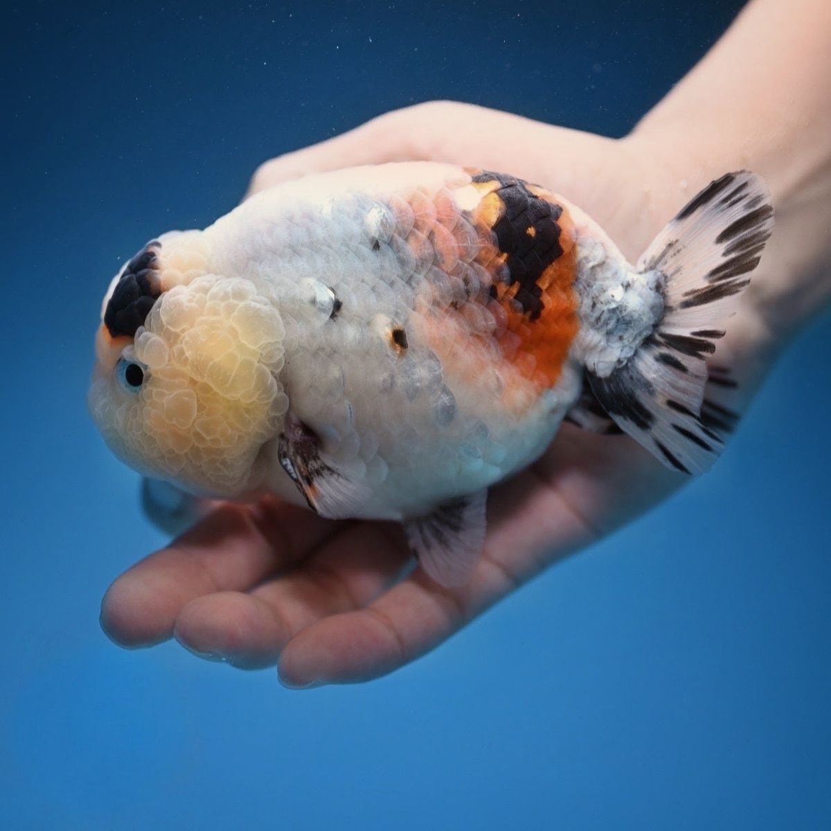 Jumbo Ink Wash Cow Ranchu goldfish 