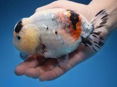 Jumbo Ink Wash Cow Ranchu goldfish