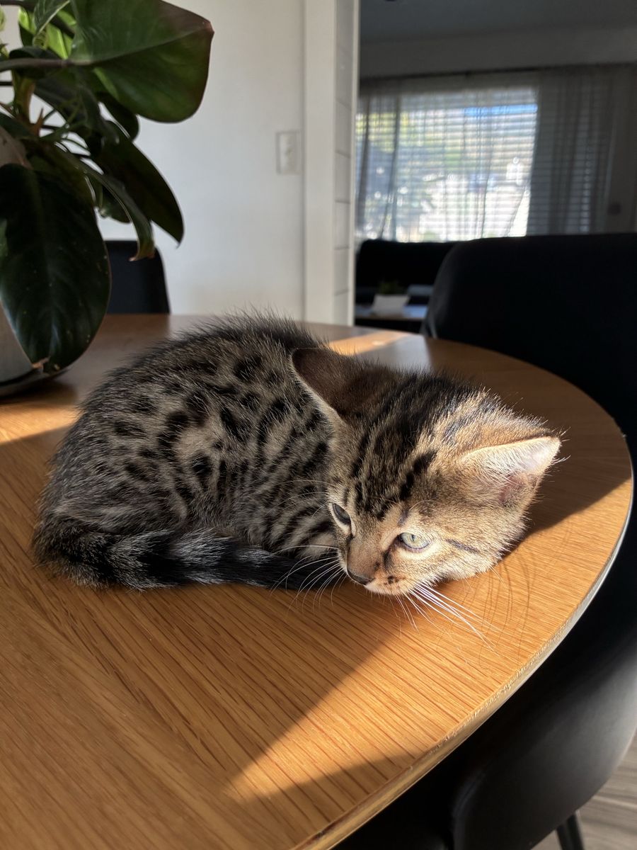 Bengal kittens