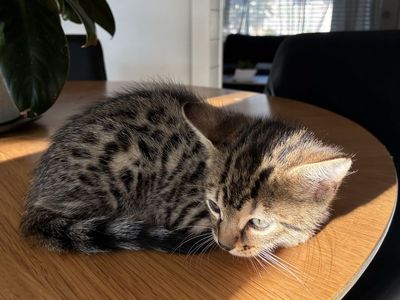 Bengal kittens