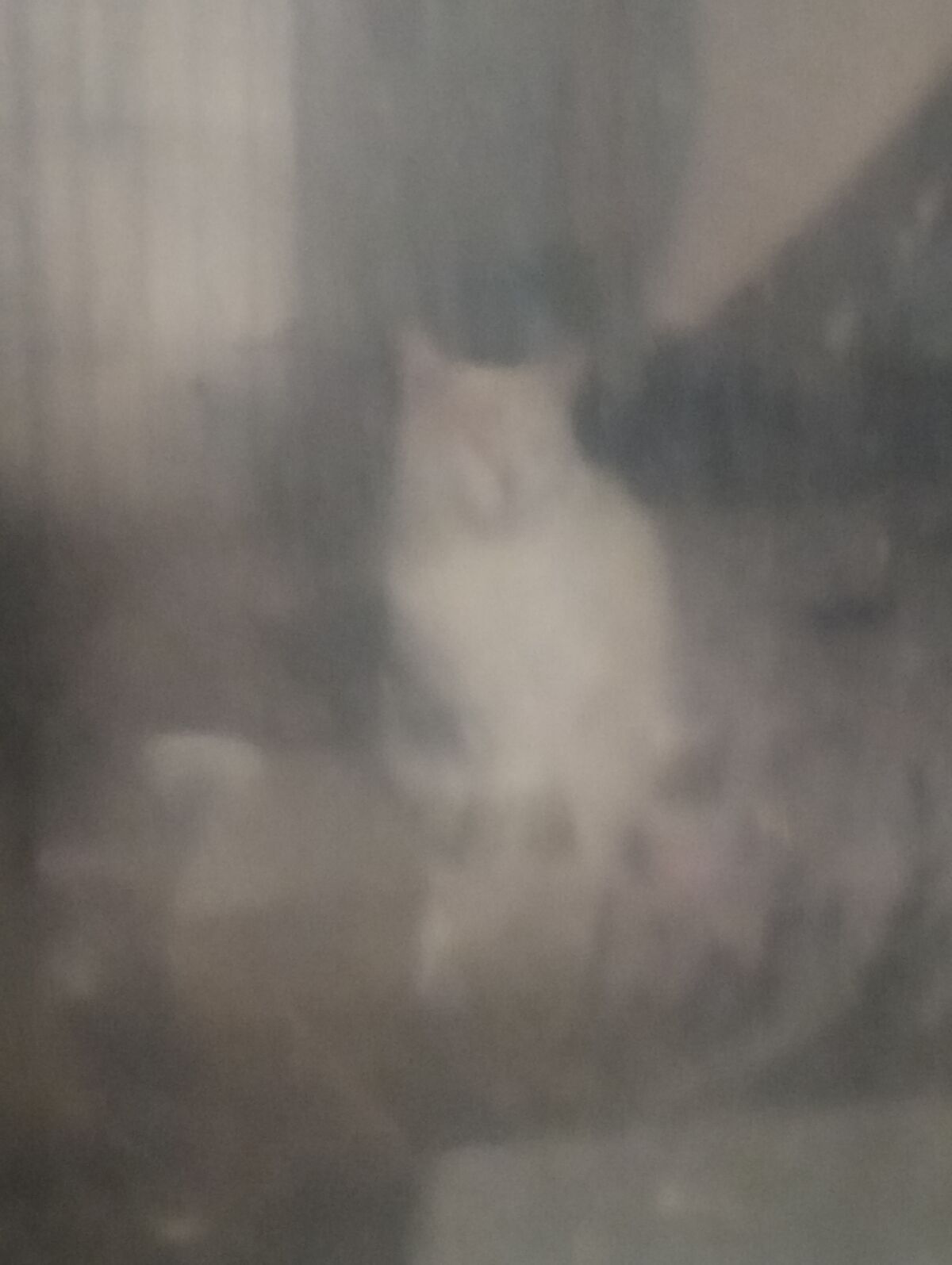 Lost and found 3 legend cat West valley city