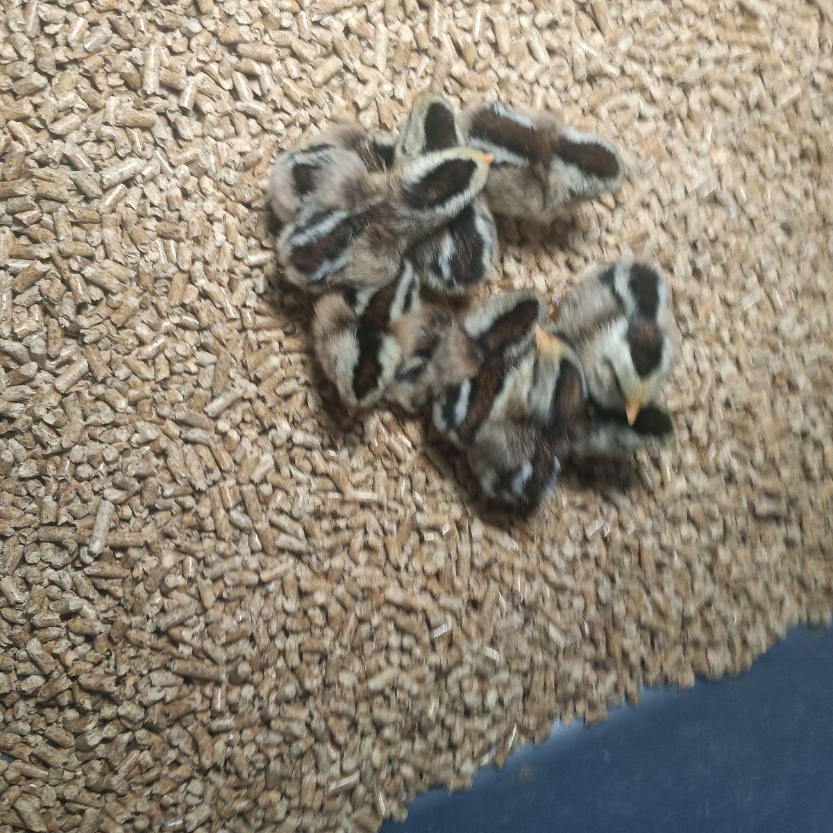 Silver and golden duckwing phoenix bantams. Show quality lines