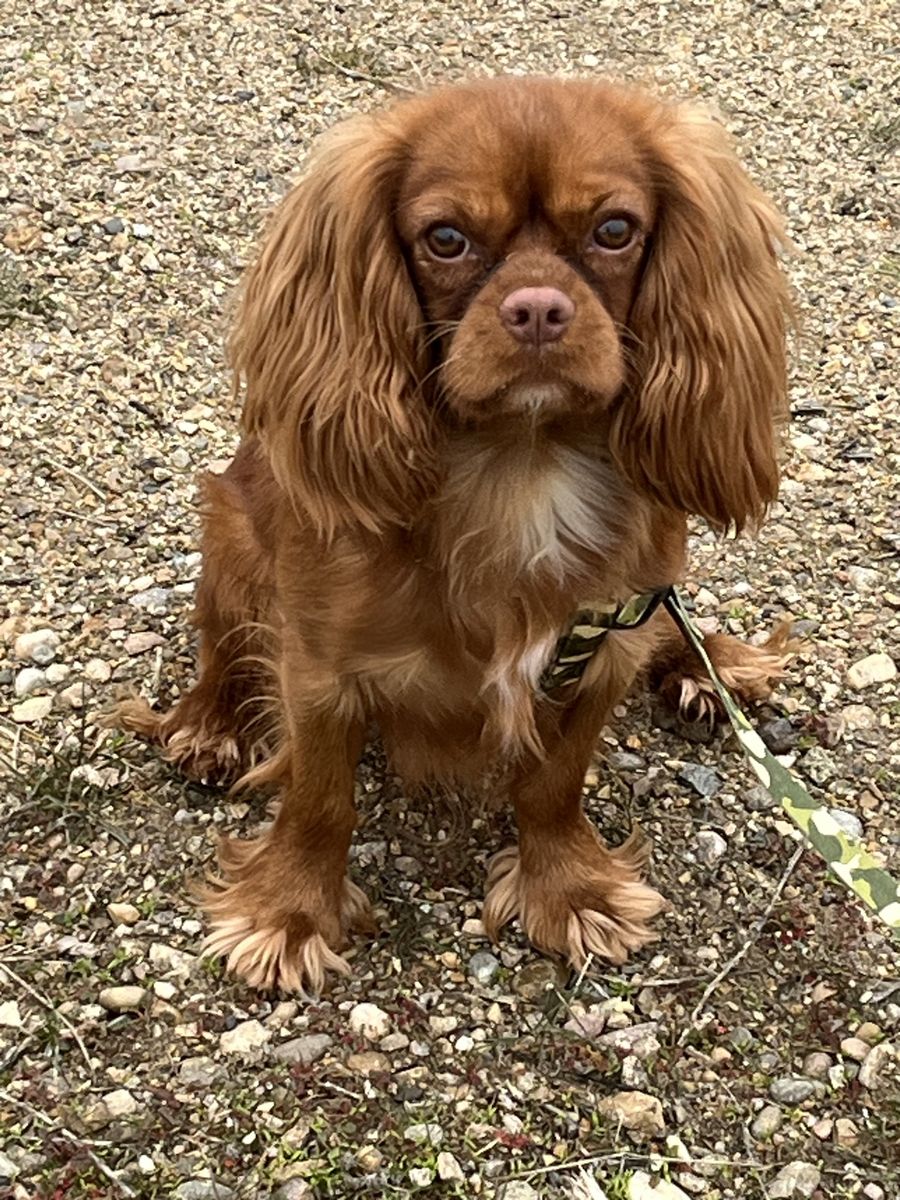 AKC Cavalier King Charles Spaniel Stud
