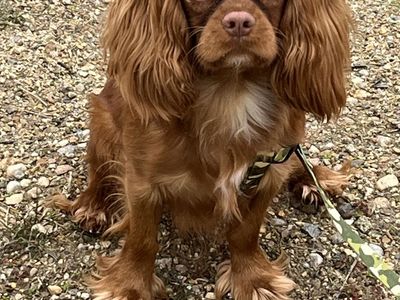 AKC Cavalier King Charles Spaniel Stud