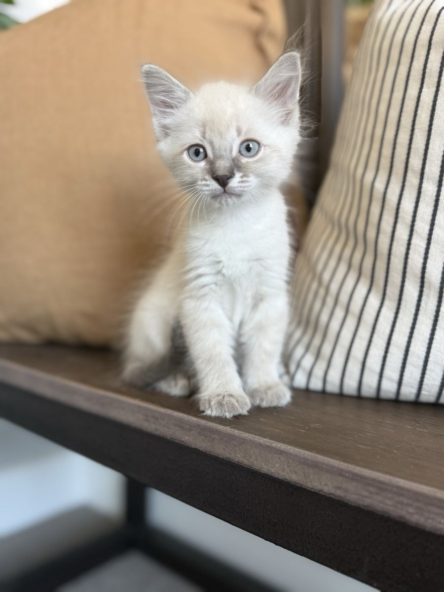 Super fluffy long hair vaccinated kittens 