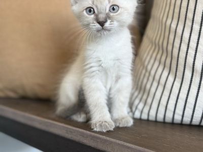 Super fluffy long hair vaccinated kittens