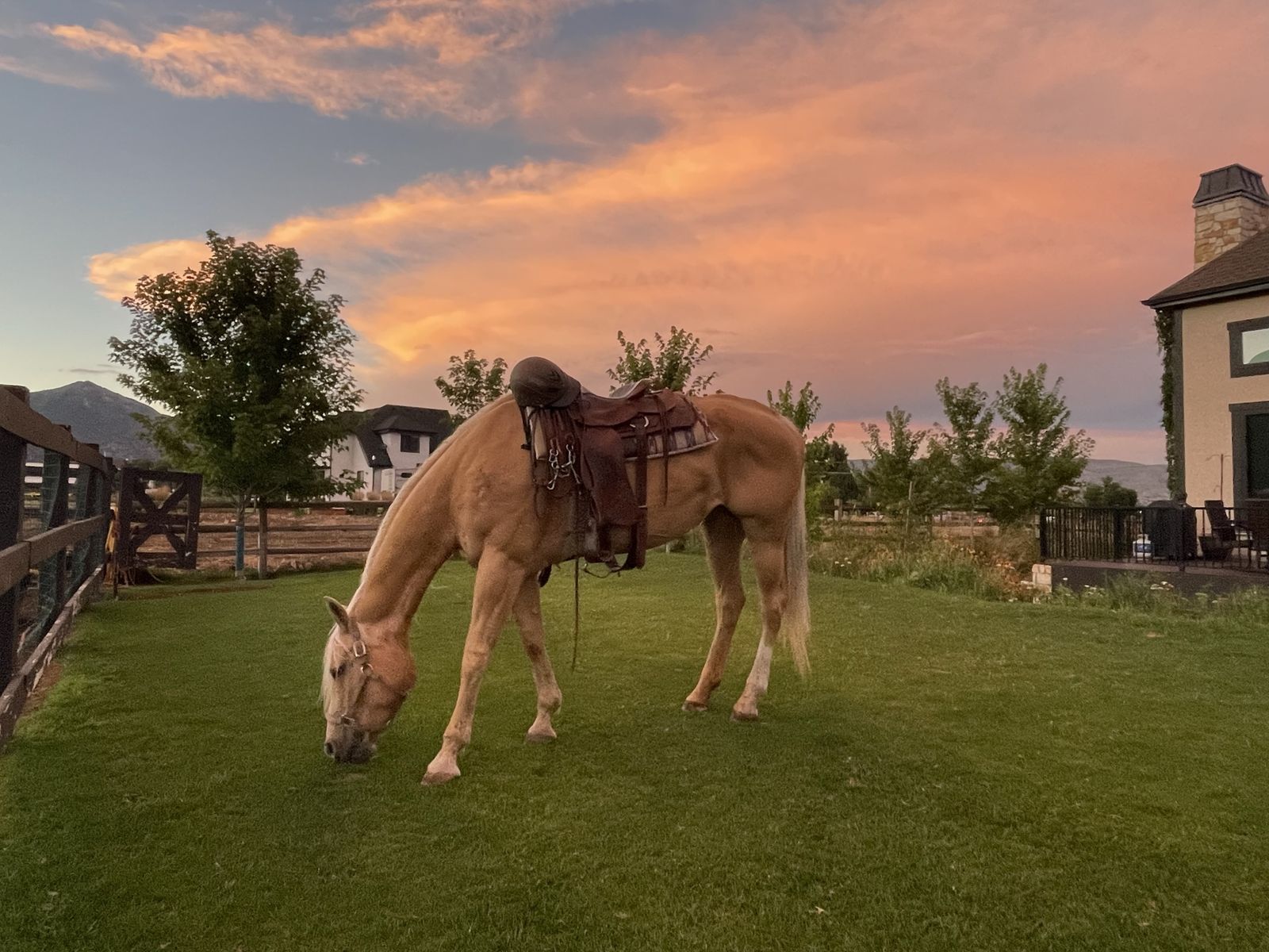 AQHA registered Palomino mare horse