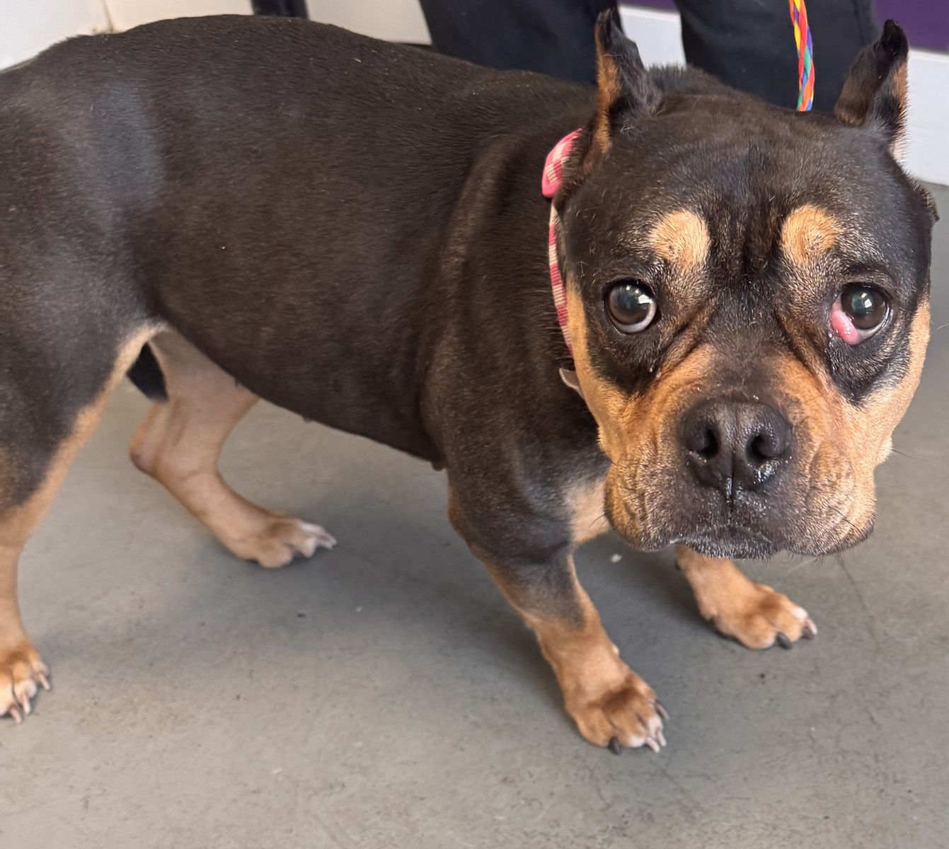 A163188 Lakely is Available for Adoption!