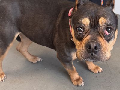A163188 Lakely is Available for Adoption!