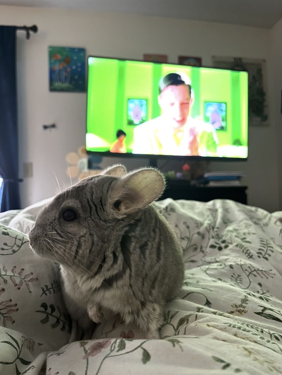 2 year old male Chinchilla for sale