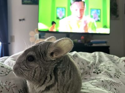 2 year old male Chinchilla for sale
